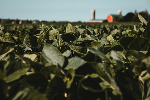 Where does our food come from?